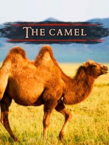 The Camel